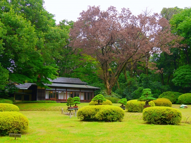 運気をさらに高める「明治神宮御苑」の清正井