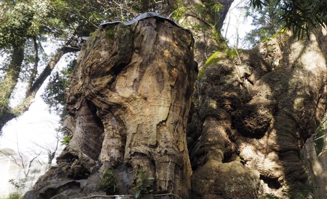 大楠とお守りの関係（パワースポット効果