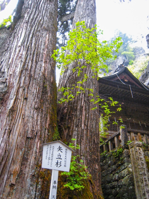 矢立杉